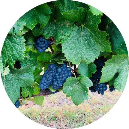 Petaluma Wines Vineyard